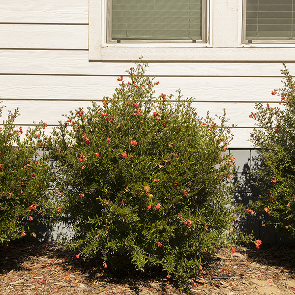 Dwarf Pomegranate