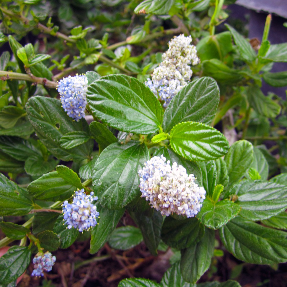Yankee Point Mountain Lilac