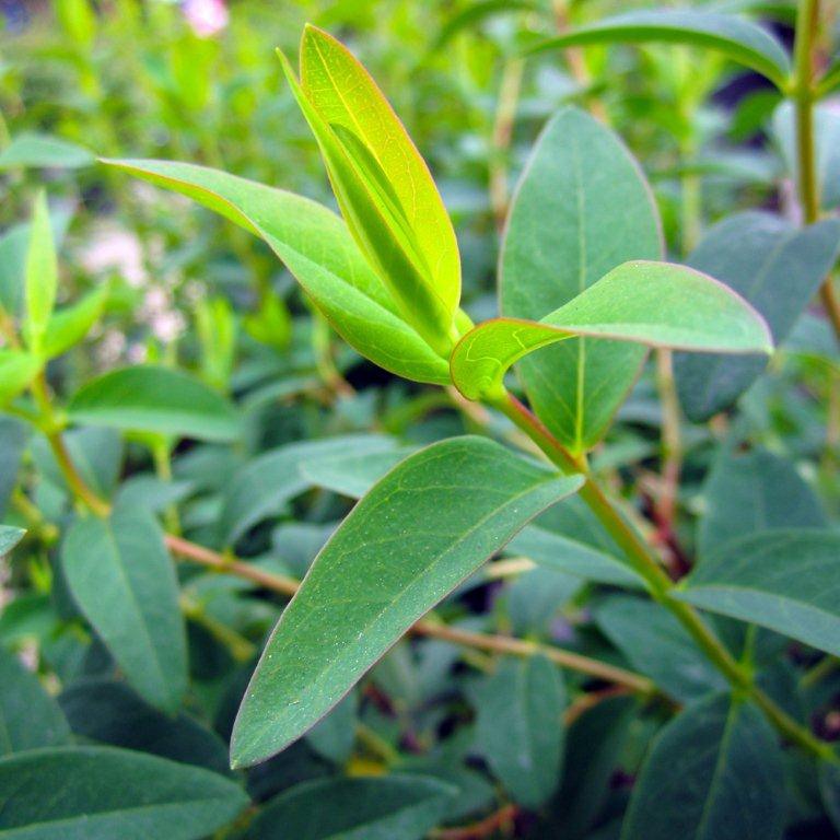 St. Johns Wort