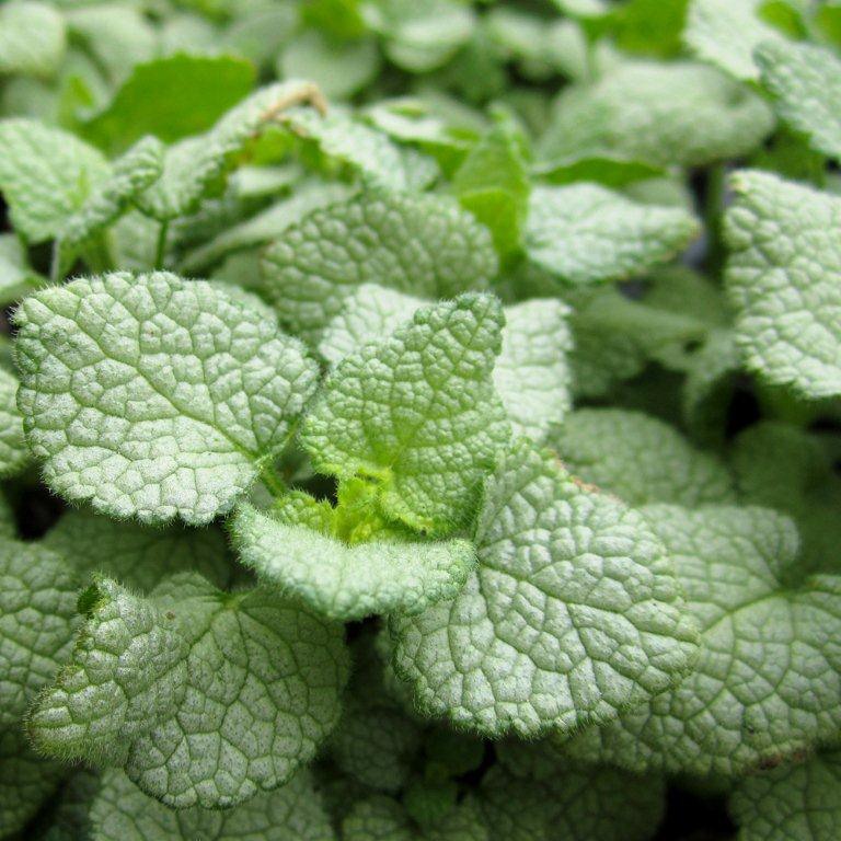 Spottled Nettle