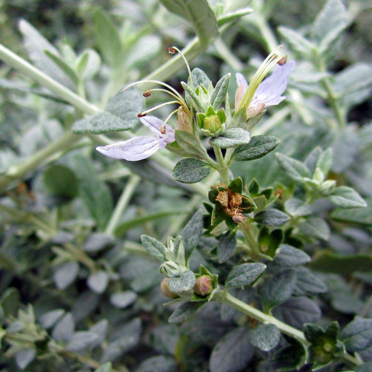 Wall Germander