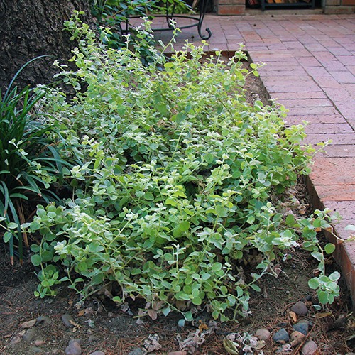 Limelight Licorice Plant
