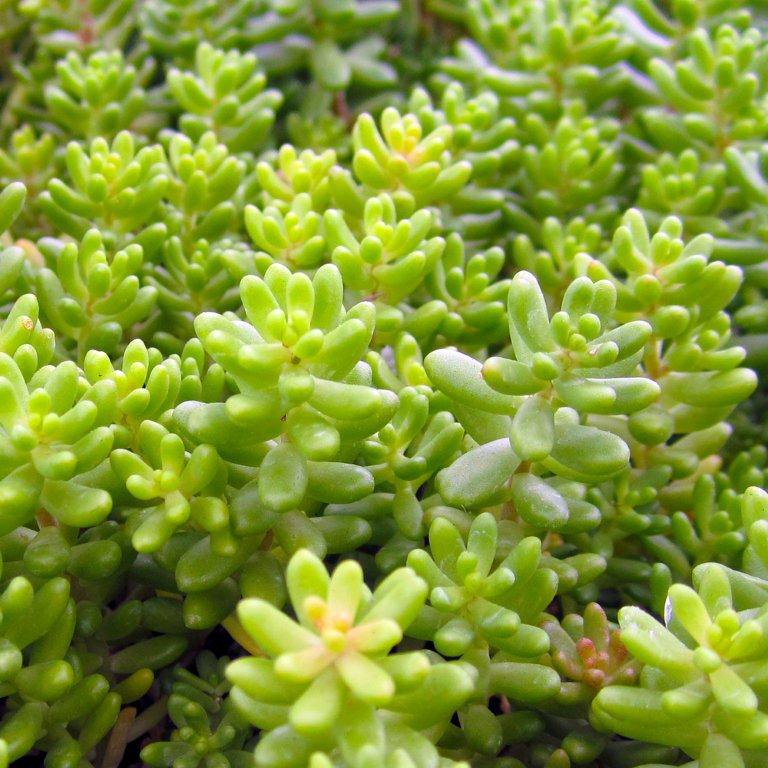 Stonecrop