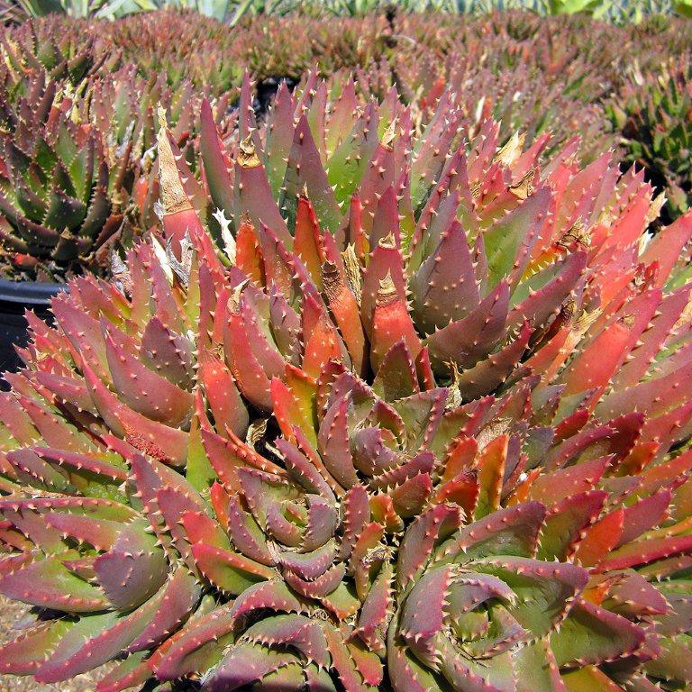 Golden Toothed Aloe