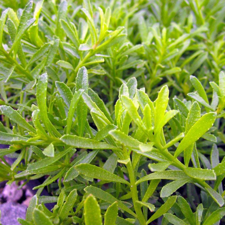 Creeping Myporum