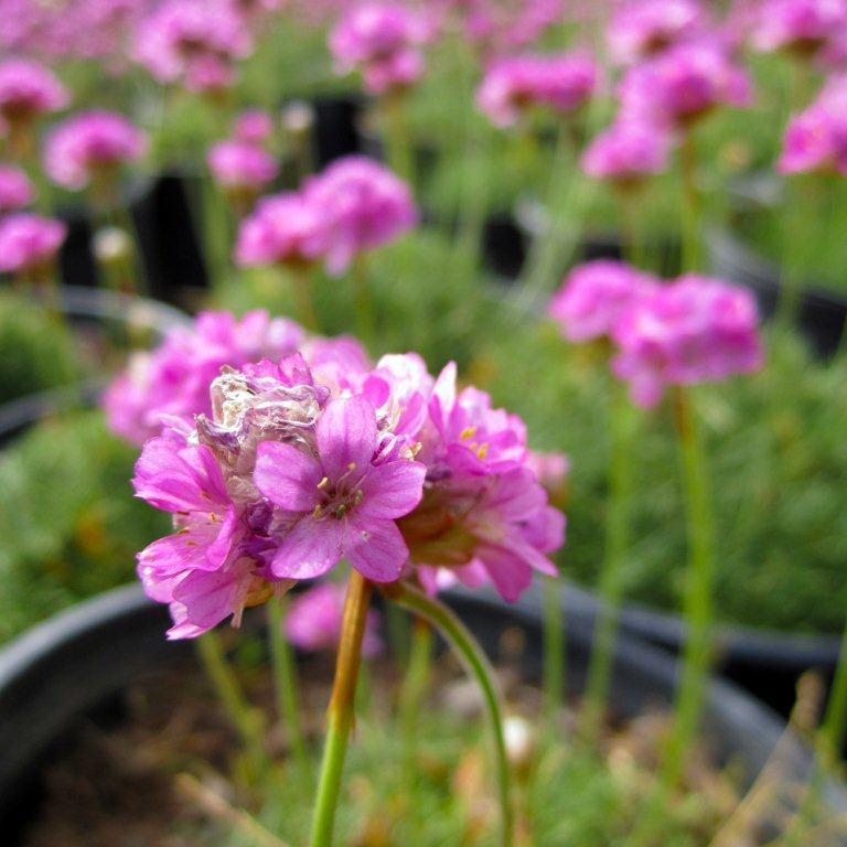 Sea Pink Thrift