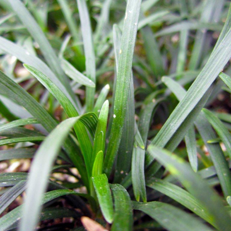 Dwarf Mondo Grass