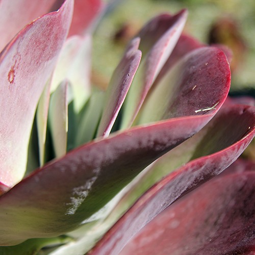 Paddle Plant