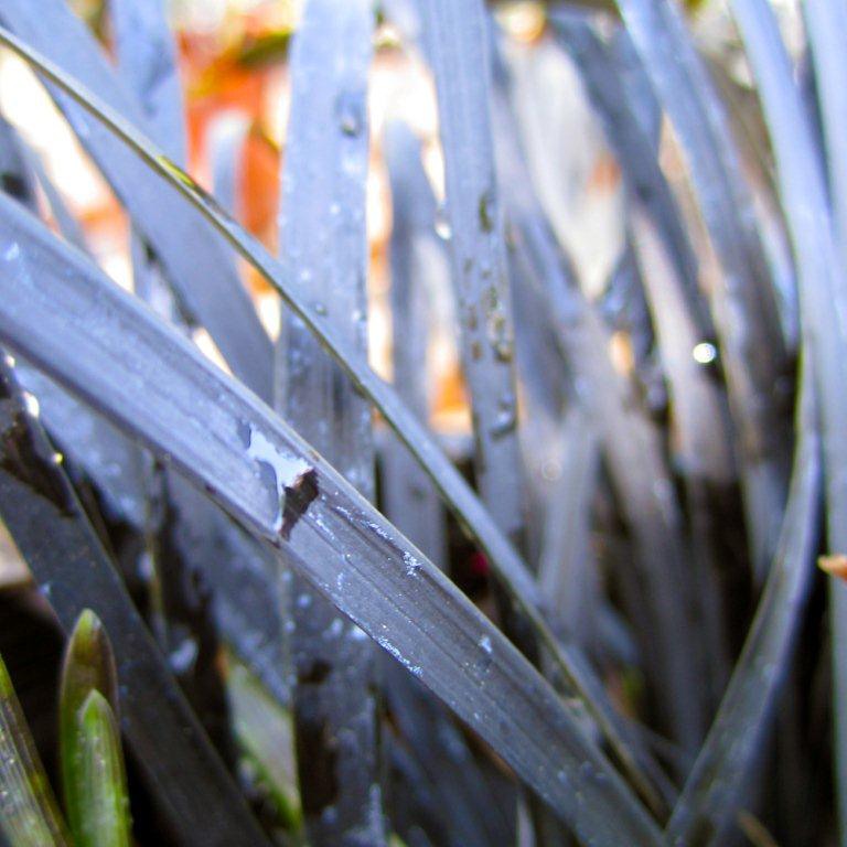 Black Mondo Grass