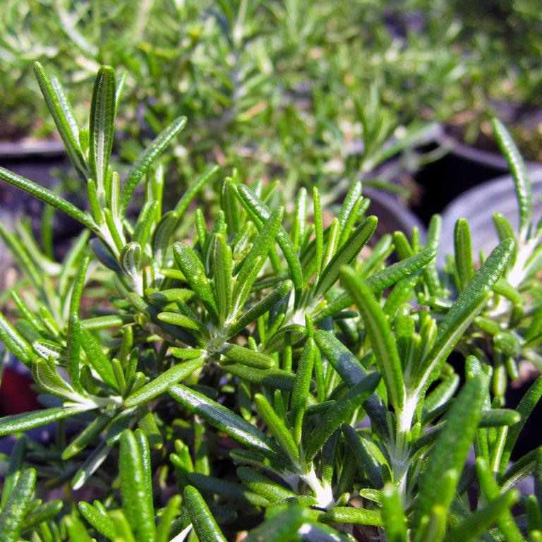 Prostrate Rosemary