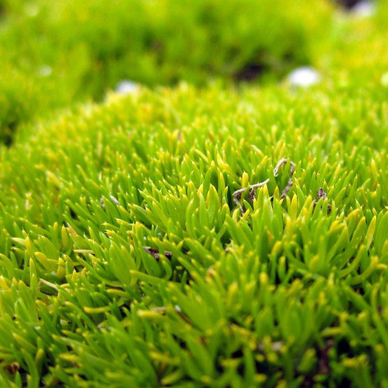 Scotch Moss