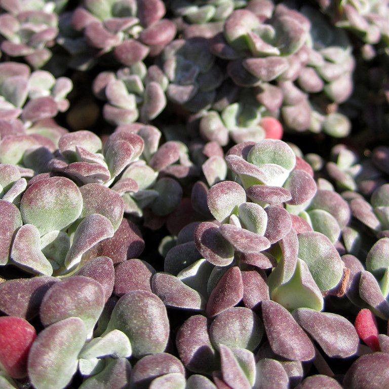 Purple Stonecrop