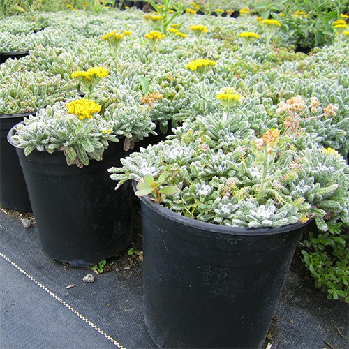 Woolly Yarrow