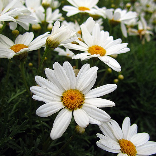 Marguerite Daisy