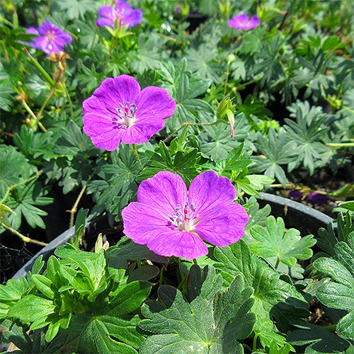 Bloody Cranesbill