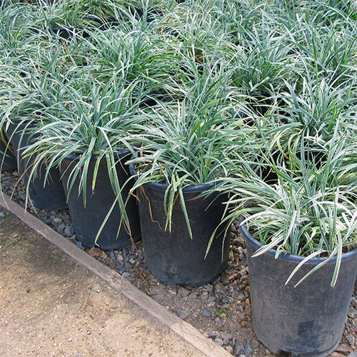 Silver Dragon Lilyturf
