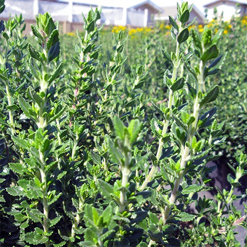 Wall Germander