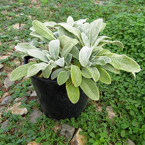 Lamb's Ear