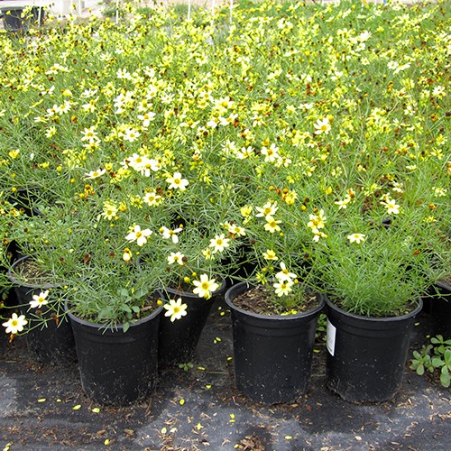 Tickseed