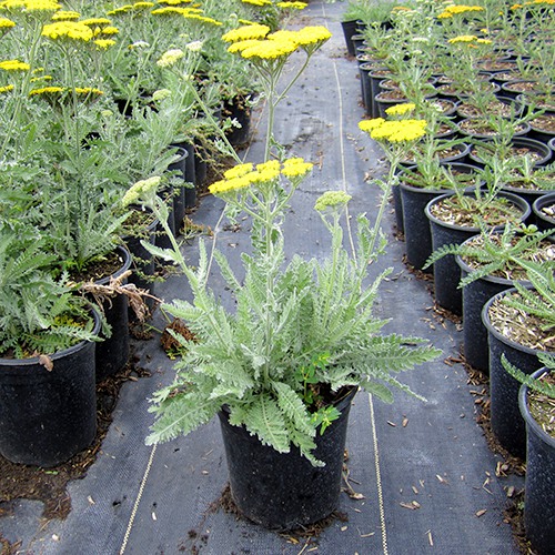 Fern Leaf Yarrow