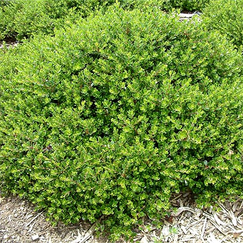Emeral Carpet Manzanita
