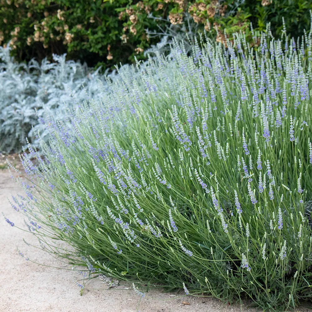 Blue Lavandin