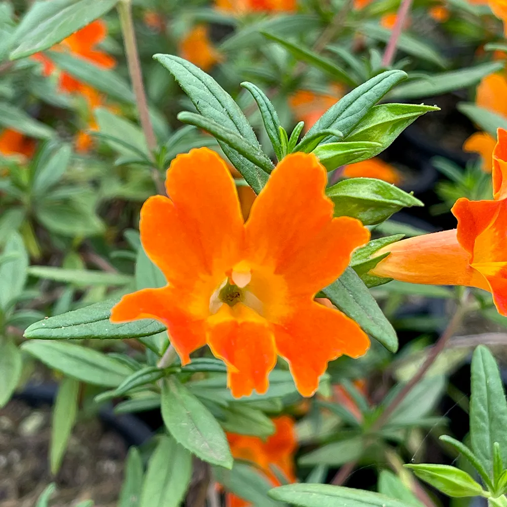 Sticky Monkey Flower