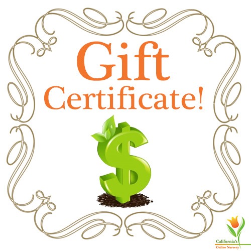 Gift Certificate!