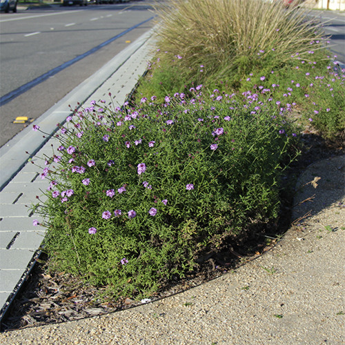 De La Mina Verbena