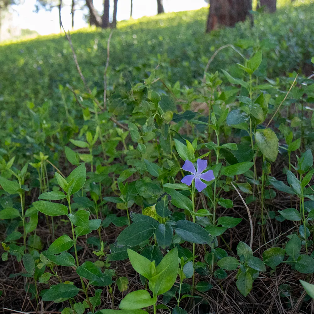 Greater Periwinkle
