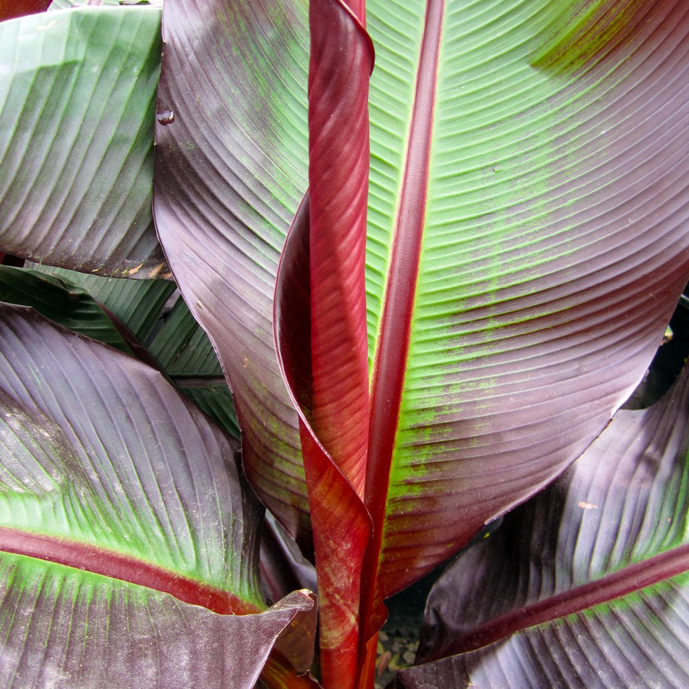 Red Leaf Banana