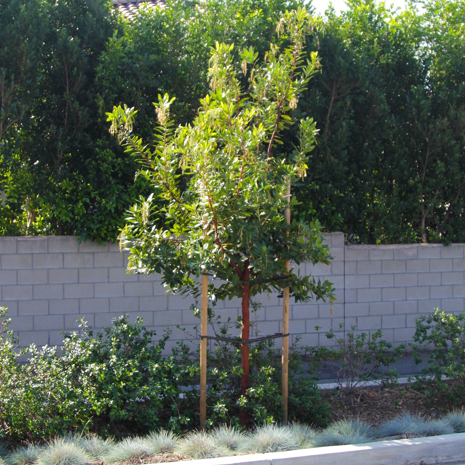 Marina Strawberry Tree - Multi Trunk Form