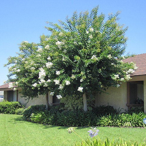 White Crape Myrtle - Single Trunk