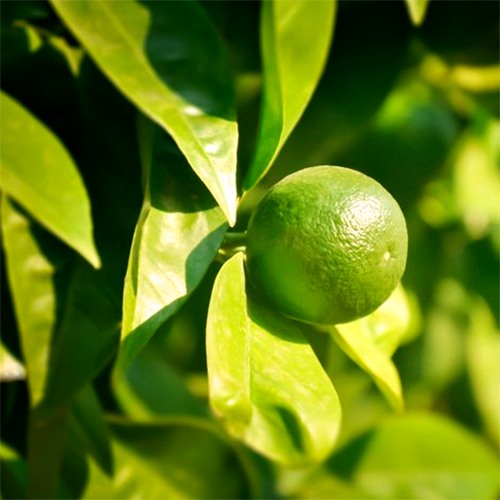 Mexican Lime, Key Lime