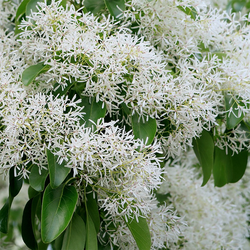 Chinese Fringe Tree