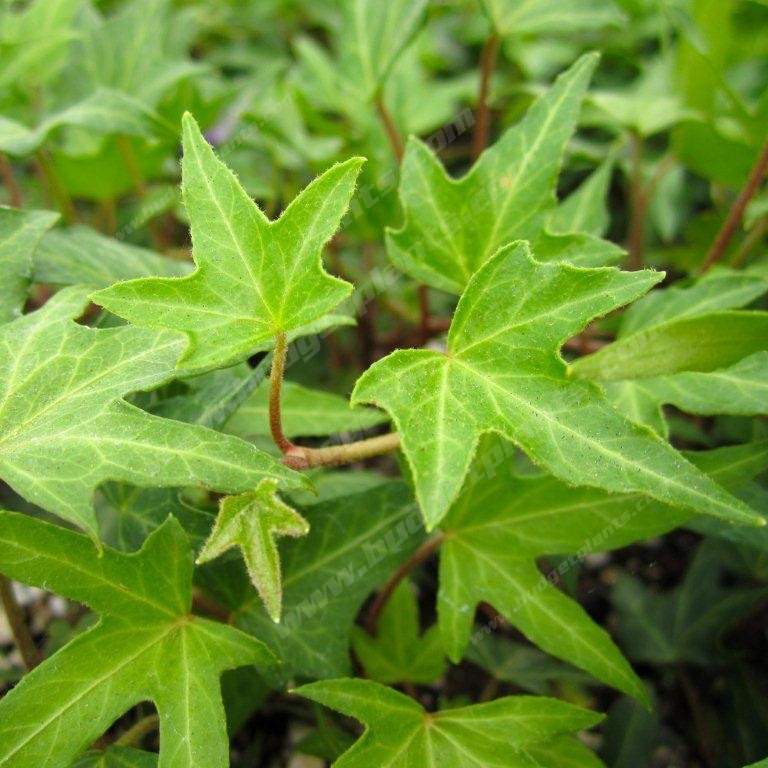 English Ivy