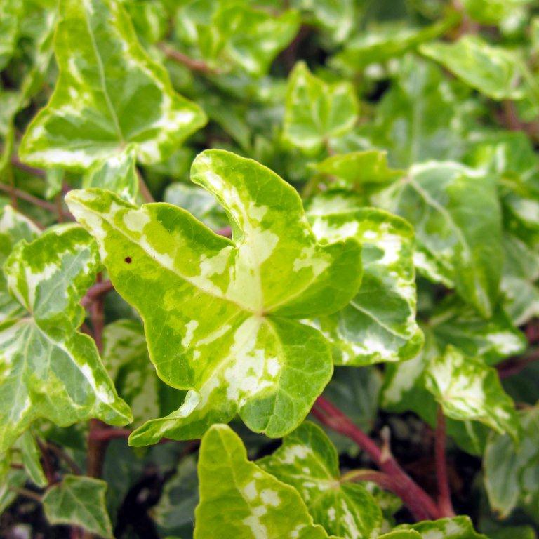 English Ivy Variegated