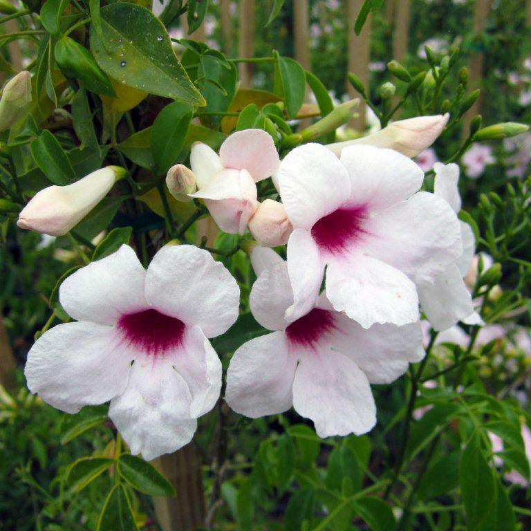 Bower Vine - On Stake