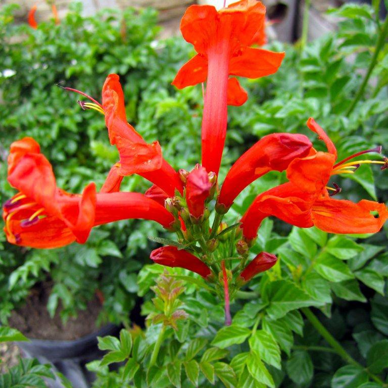 Cape Honeysuckle - Bush Form