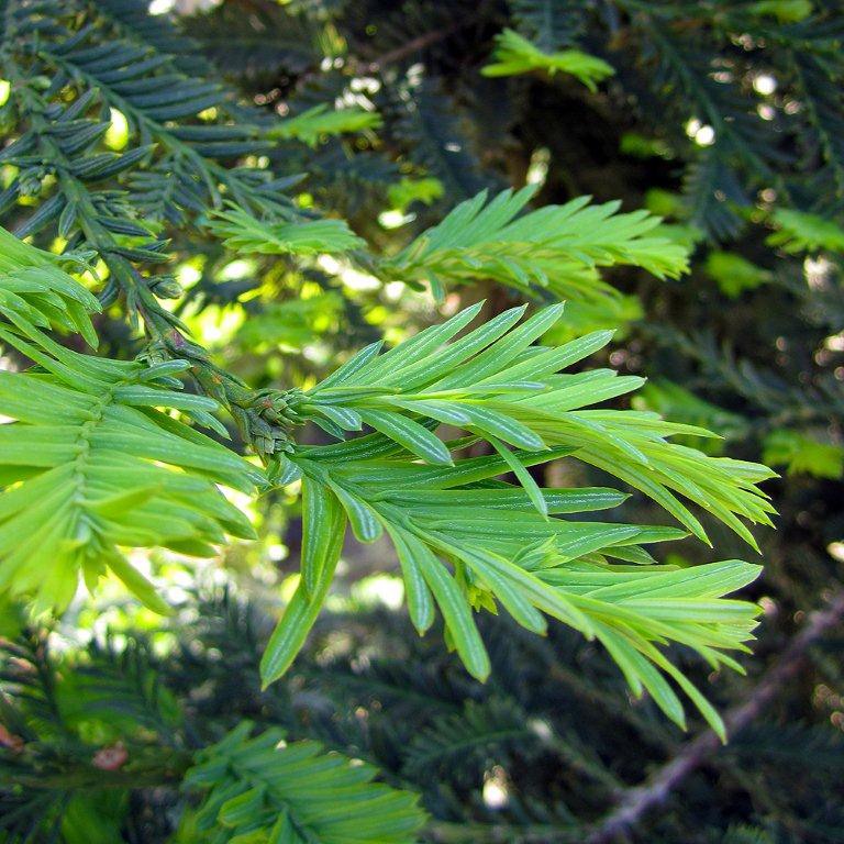 Coast Redwood