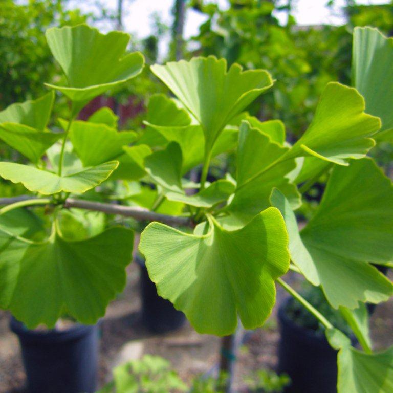 Maidenhair Tree (Ginkgo Tree)