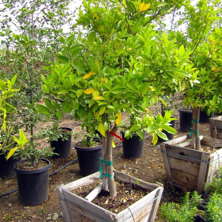Valencia Orange Tree