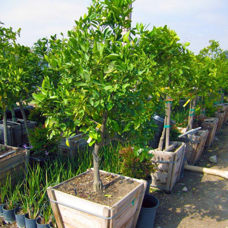 Washington Navel Orange Tree - Semi Dwarf