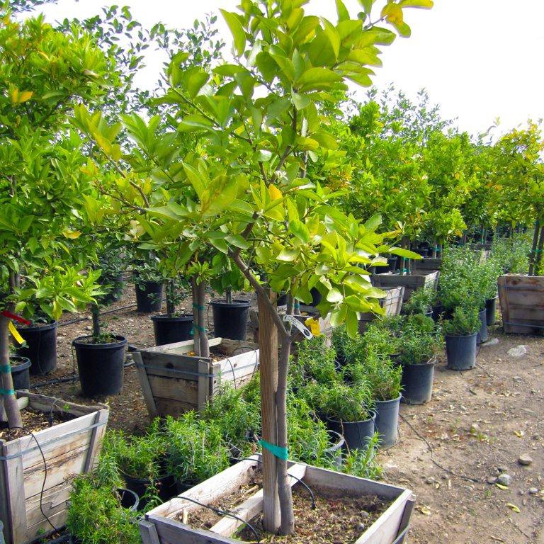 Bearss Lime Tree