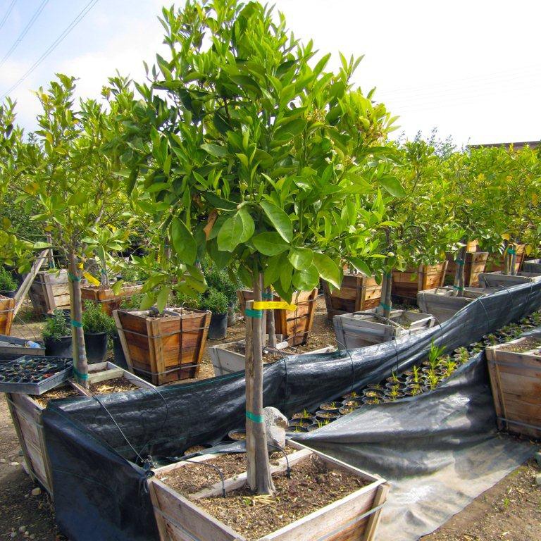 Eureka Lemon Tree (Semi-Dwarf)