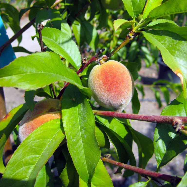 Desert Gold Peach
