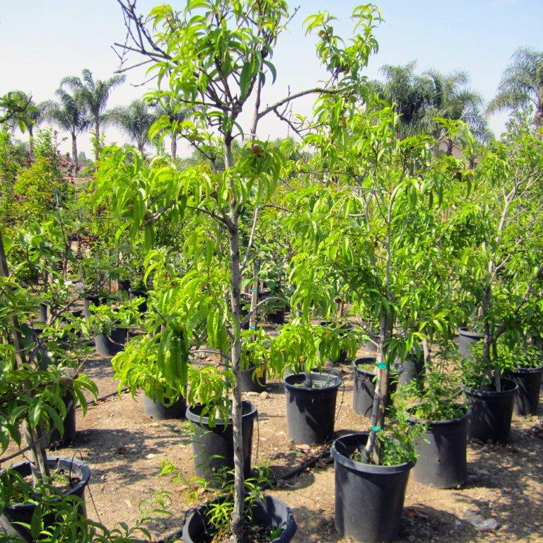 Goldmine Nectarine Tree