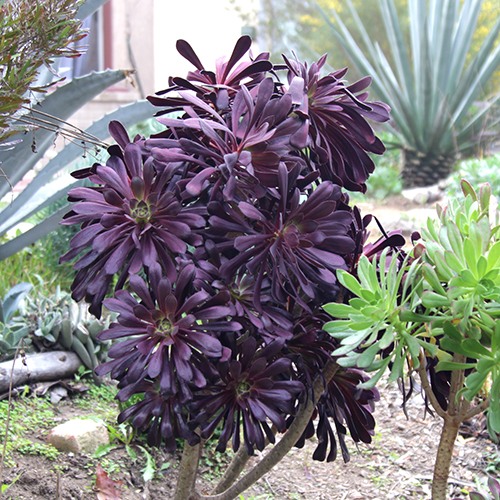 Black Rose Aeonium