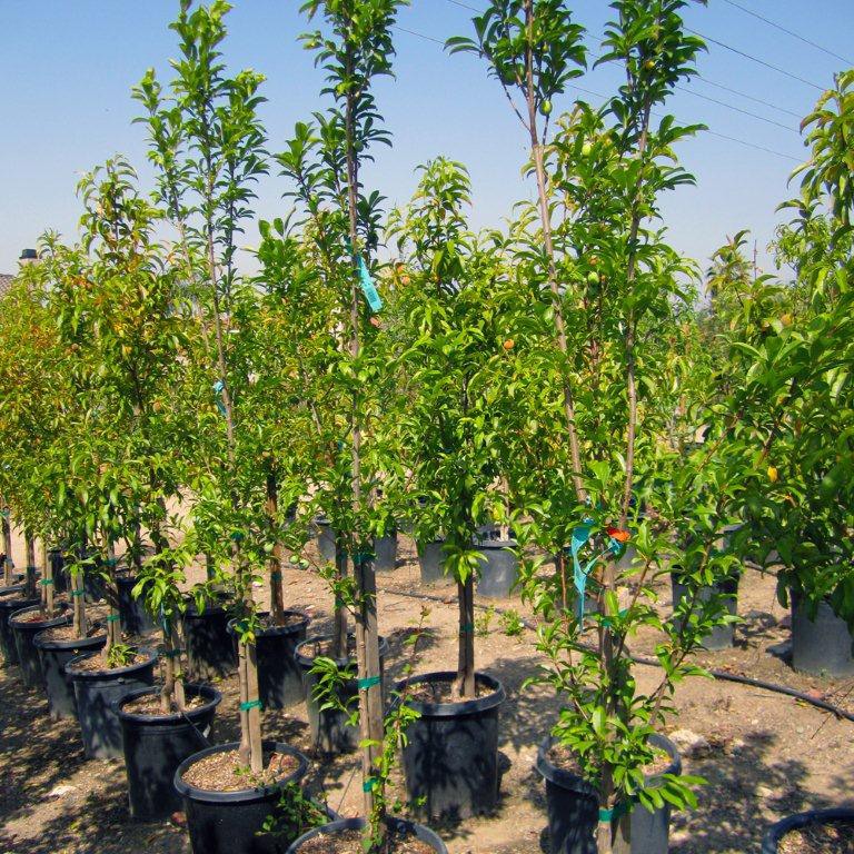 Santa Rosa Plum Tree