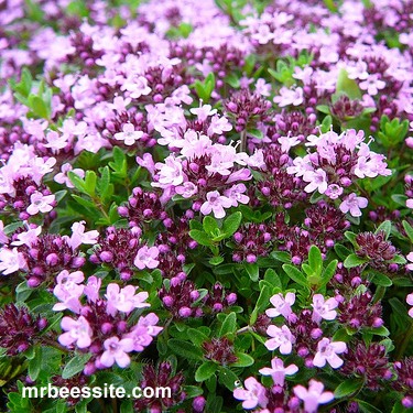 Creeping Thyme